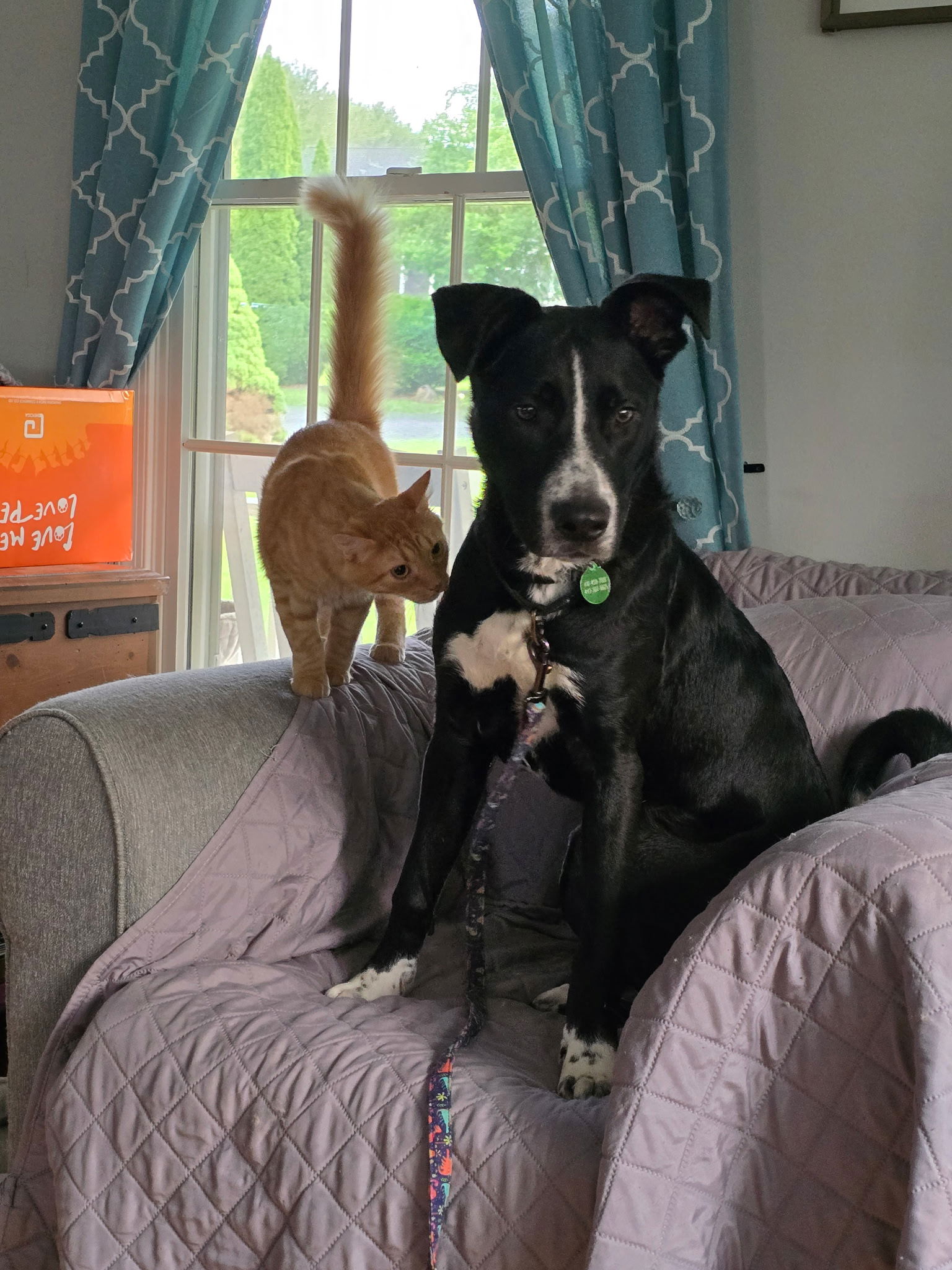 adoptable Dog in Forest Hill, MD named Tucker
