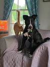 adoptable Dog in  named Tucker