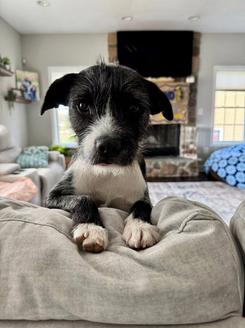 picture of the dog needing adoption