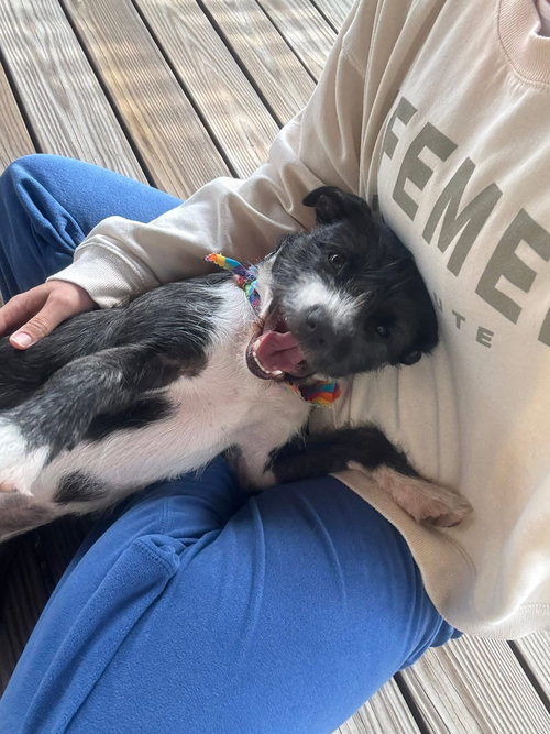 WILLOW - Terrier available for adoption