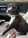 Willow - Photo 4