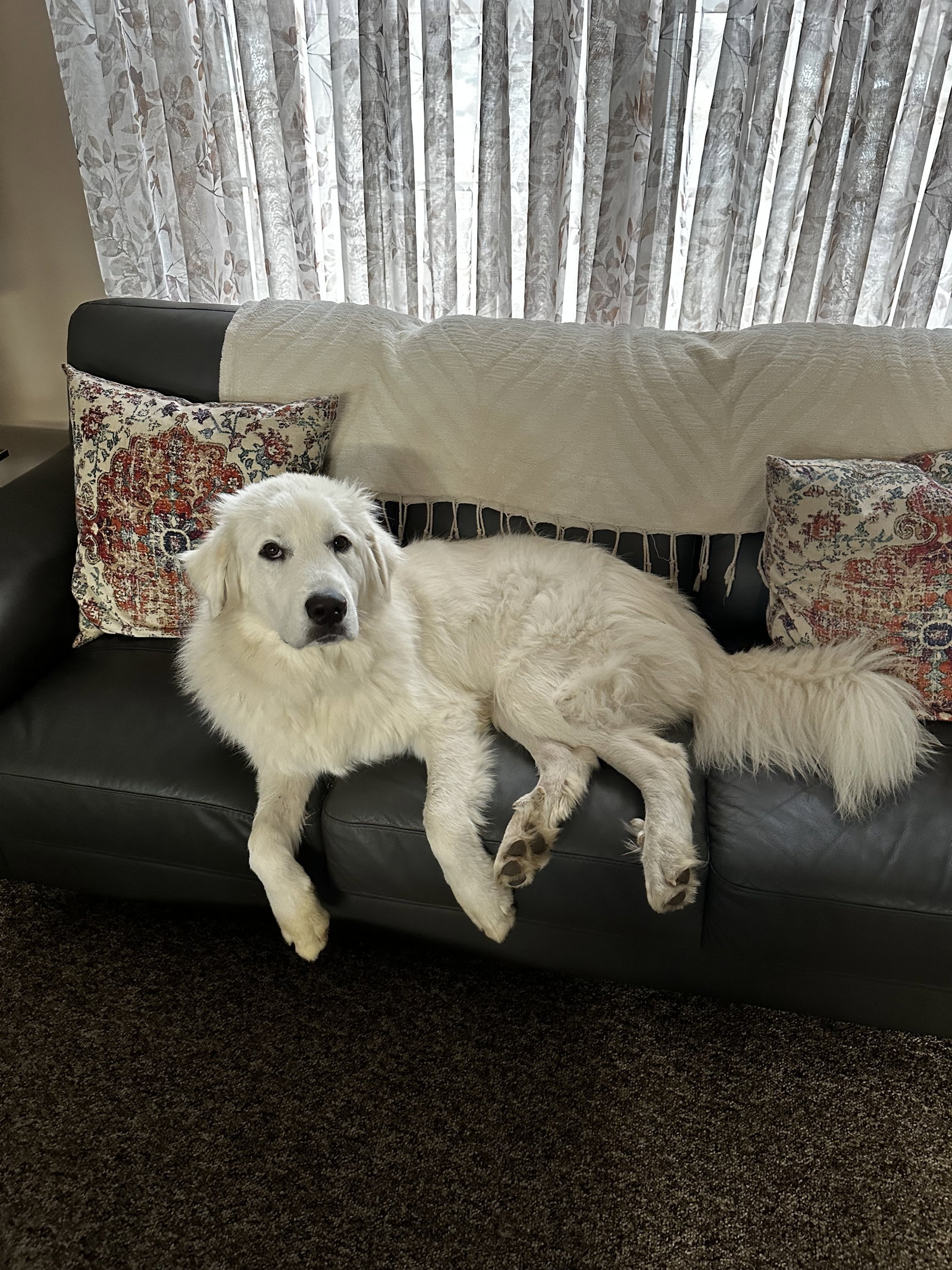 Nala Image
