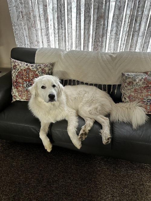 picture of the dog needing adoption