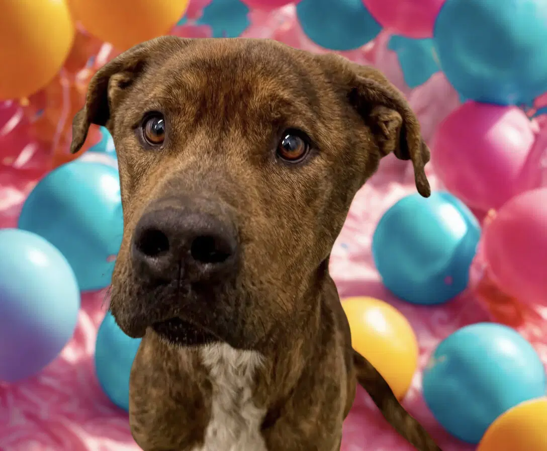 Marley - Plott Hound