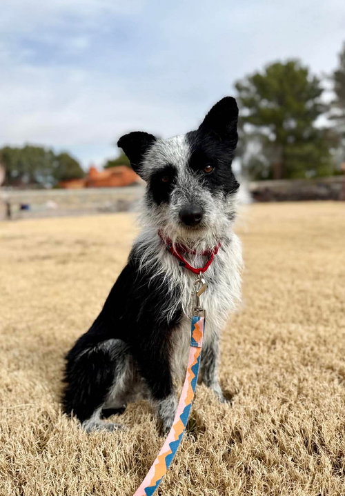 Marshall, an adoptable Terrier in Forest Hill, MD