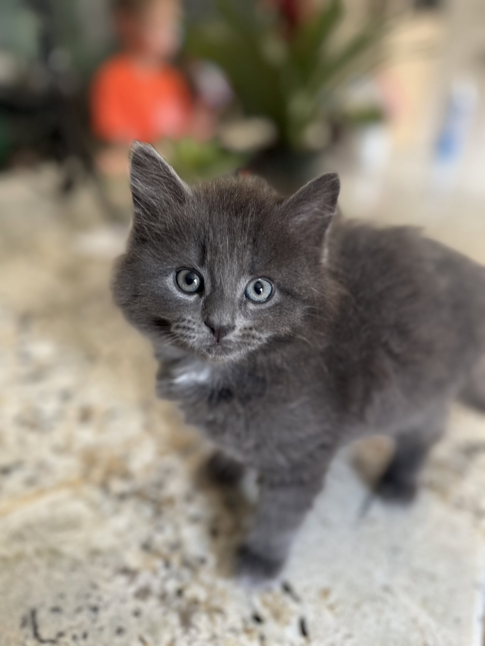 Graycie