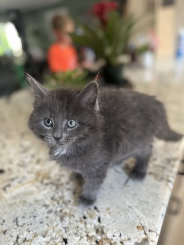 Graycie