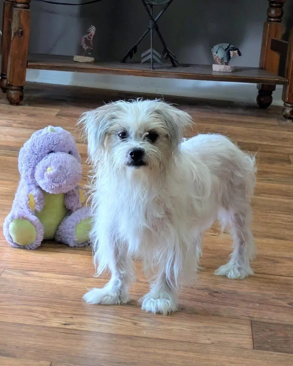 Samuel - Shih Tzu