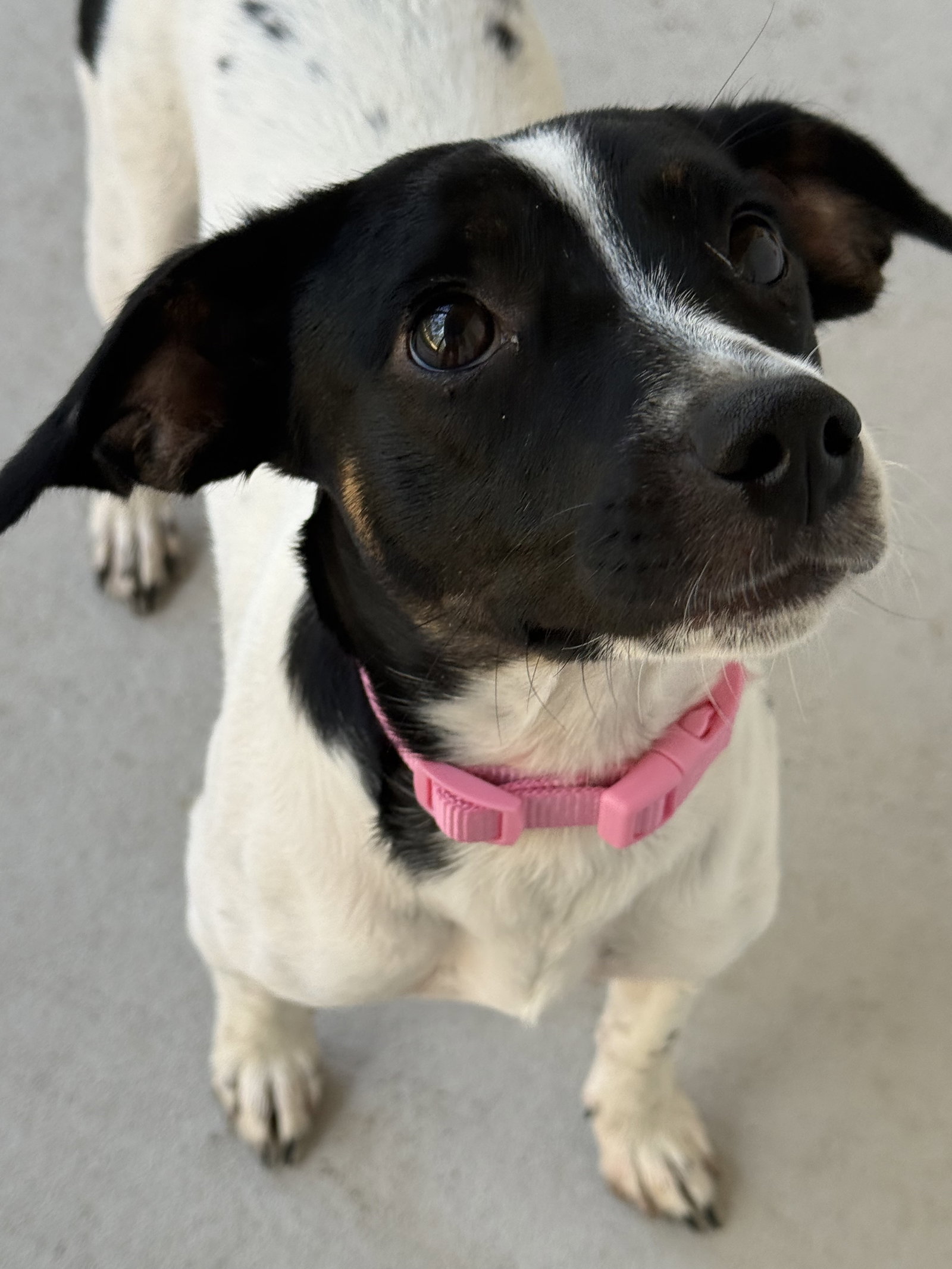 Oreo, Jack Russell Terrier