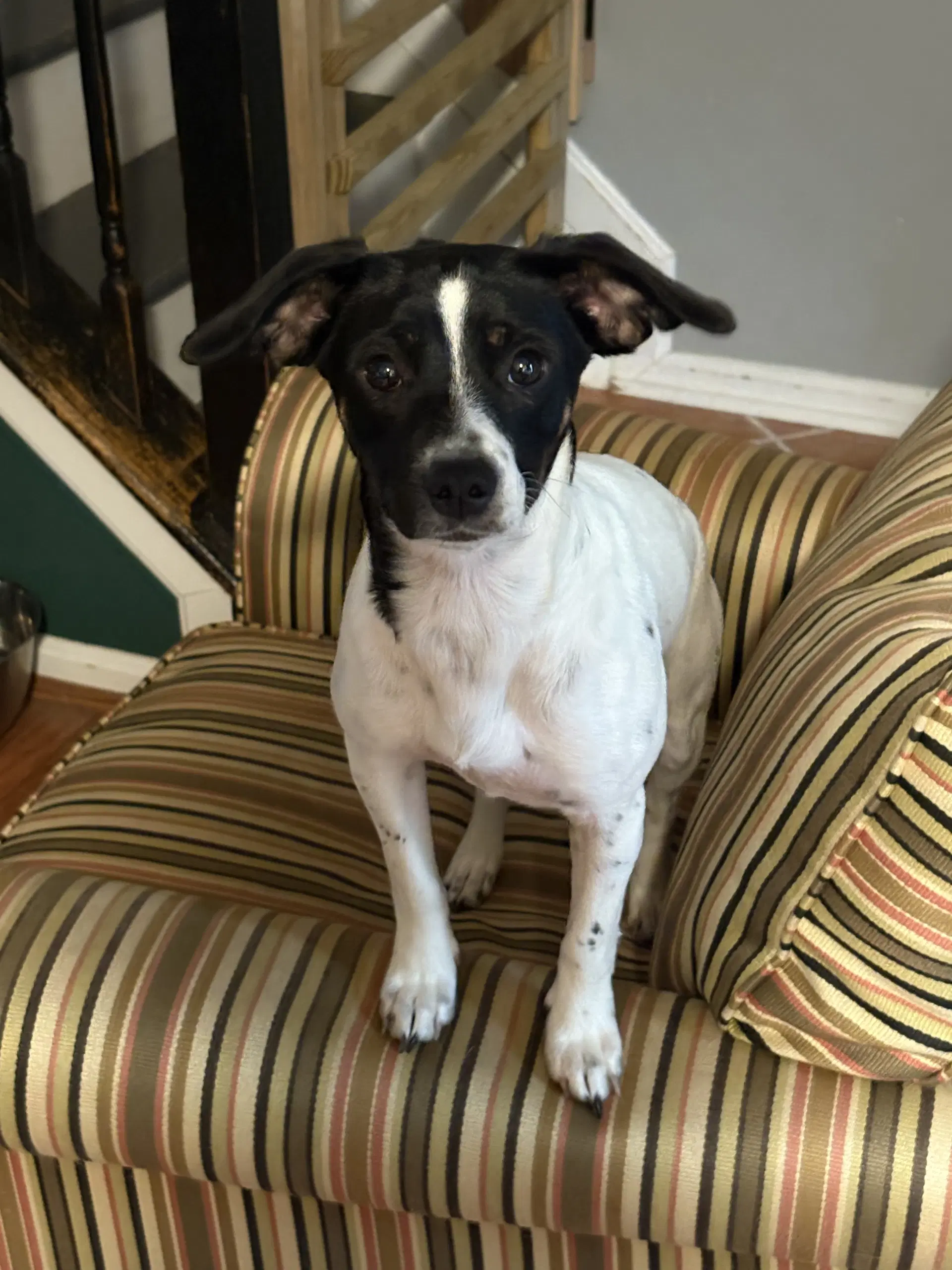 Oreo image 3