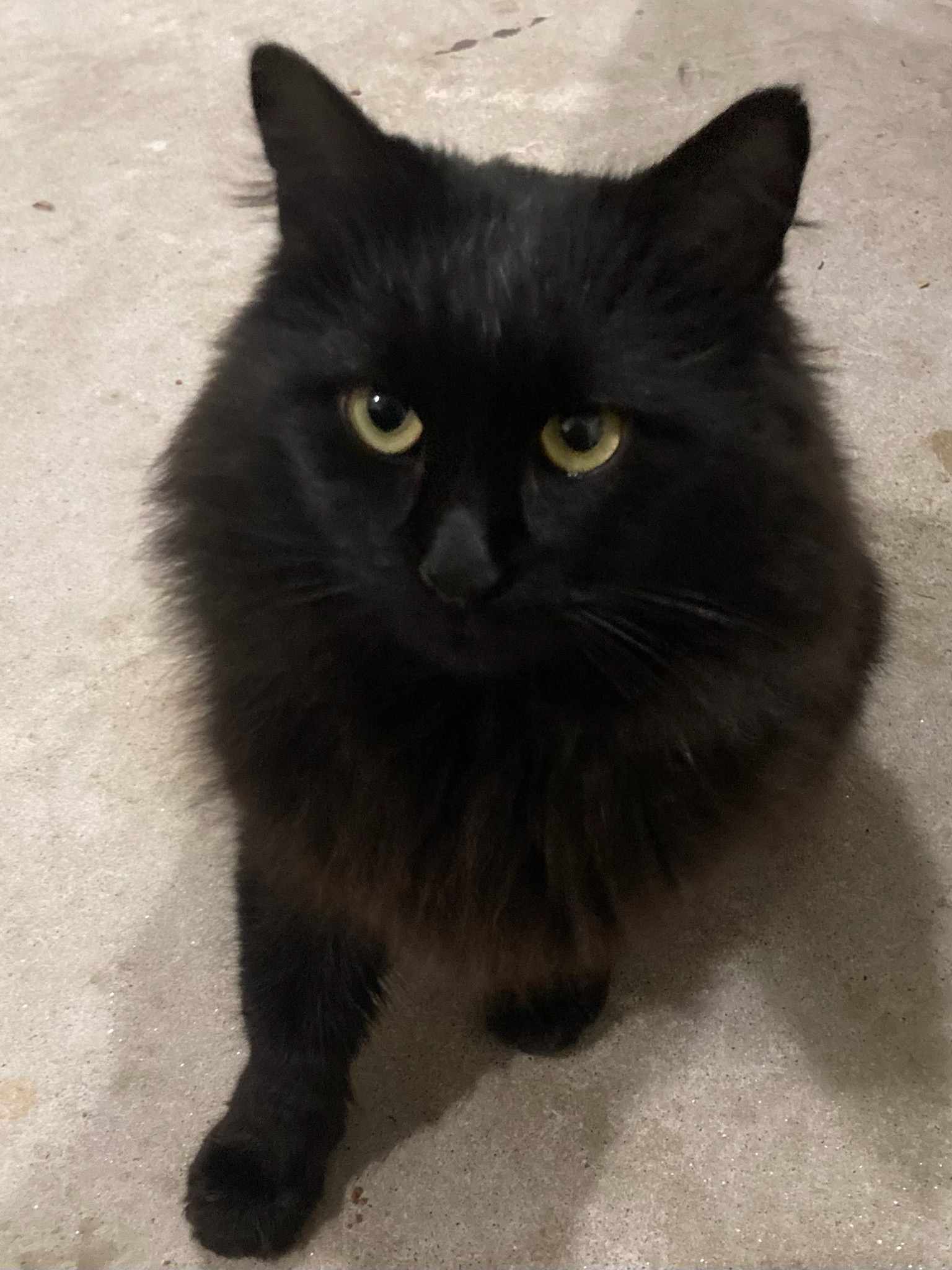 Cats for Adoption in Dunwoody, Alpha Paw