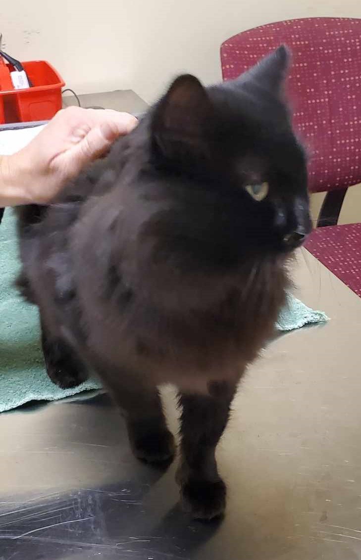 Cats for Adoption in Dunwoody, Alpha Paw