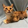adoptable Cat in duluth, GA named Ash