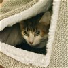 adoptable Cat in duluth, GA named Roxanne