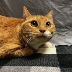 adoptable Cat in Duluth, GA named Savannah