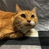 adoptable Cat in duluth, GA named Savannah