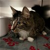 adoptable Cat in duluth, GA named Jade