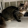 adoptable Cat in duluth, GA named Garnet