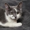 adoptable Cat in  named Sapphire