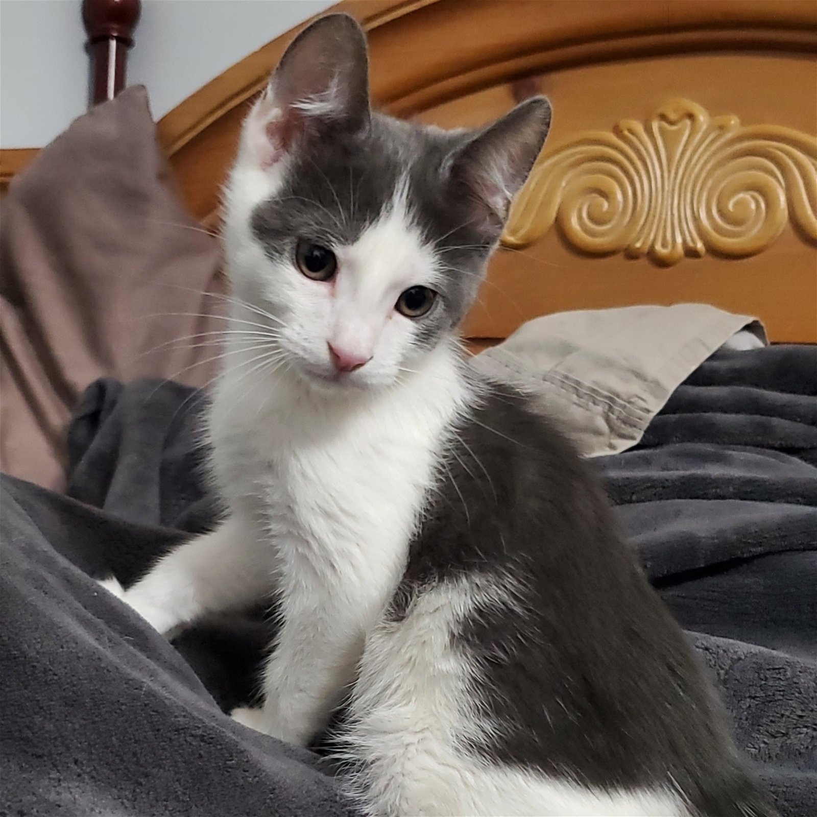 adoptable Cat in Duluth, GA named Topaz