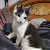 adoptable Cat in duluth, GA named Topaz