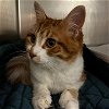 adoptable Cat in duluth, GA named Clarinet (Pumpkin)