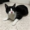adoptable Cat in duluth, GA named Piano