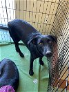 adoptable Dog in turlock, CA named Booker