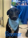 adoptable Dog in turlock, CA named Boomer