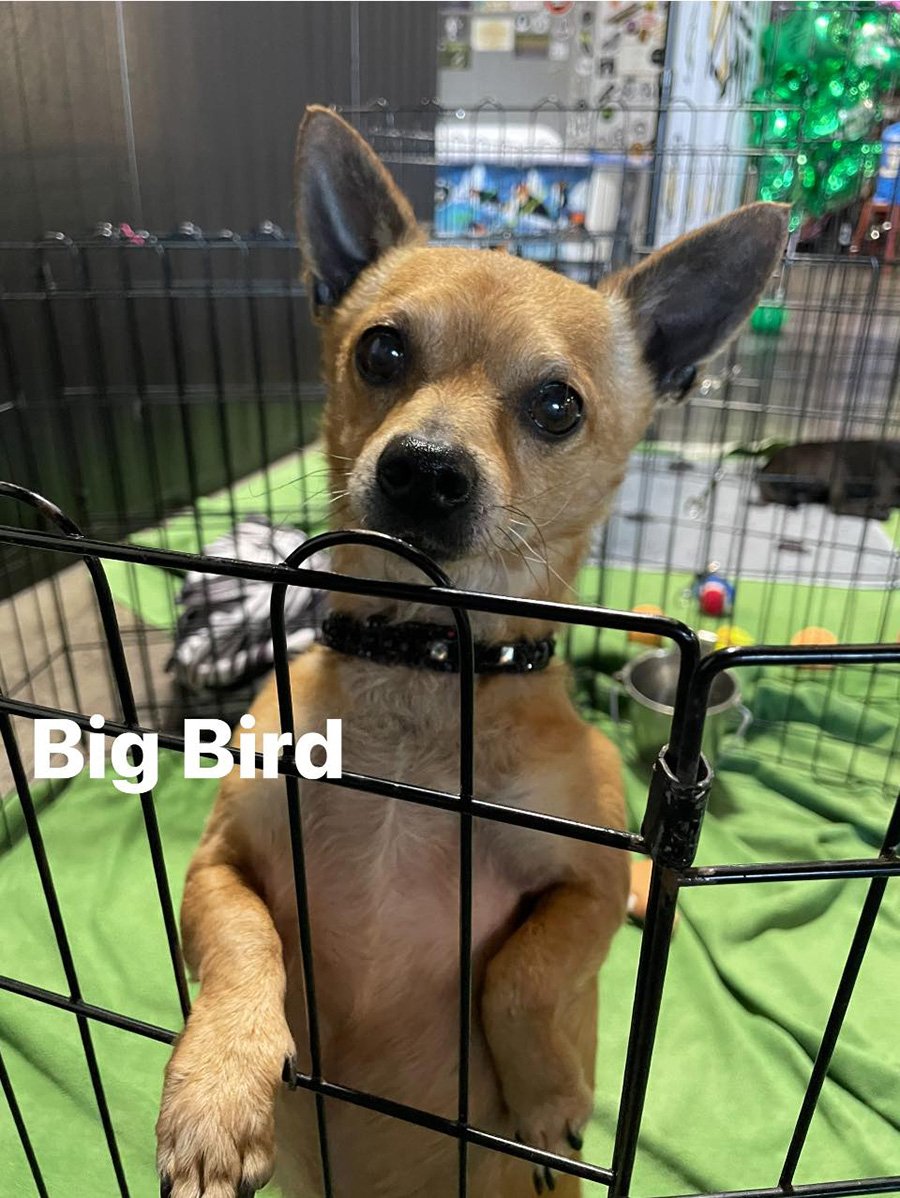 adoptable Dog in Turlock, CA named Big Bird