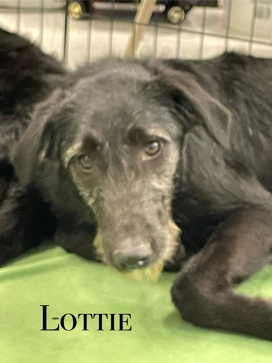 adoptable Dog in Turlock, CA named Lottie