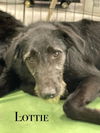 adoptable Dog in Turlock, CA named Lottie