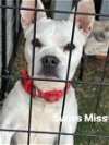 adoptable Dog in turlock, CA named Swiss Miss