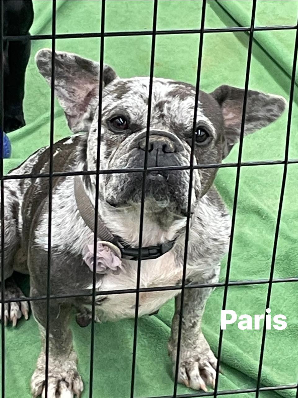 adoptable Dog in Turlock, CA named Paris