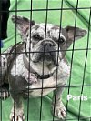 adoptable Dog in  named Paris