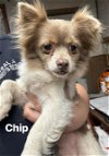 adoptable Dog in turlock, CA named Chip