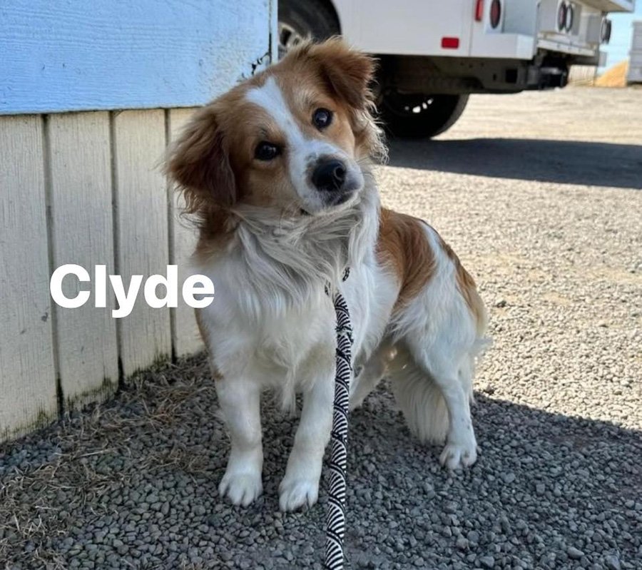 adoptable Dog in Turlock, CA named Clyde
