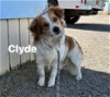adoptable Dog in  named Clyde