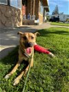 adoptable Dog in turlock, CA named Bebe