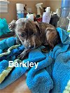 adoptable Dog in turlock, CA named Barkley