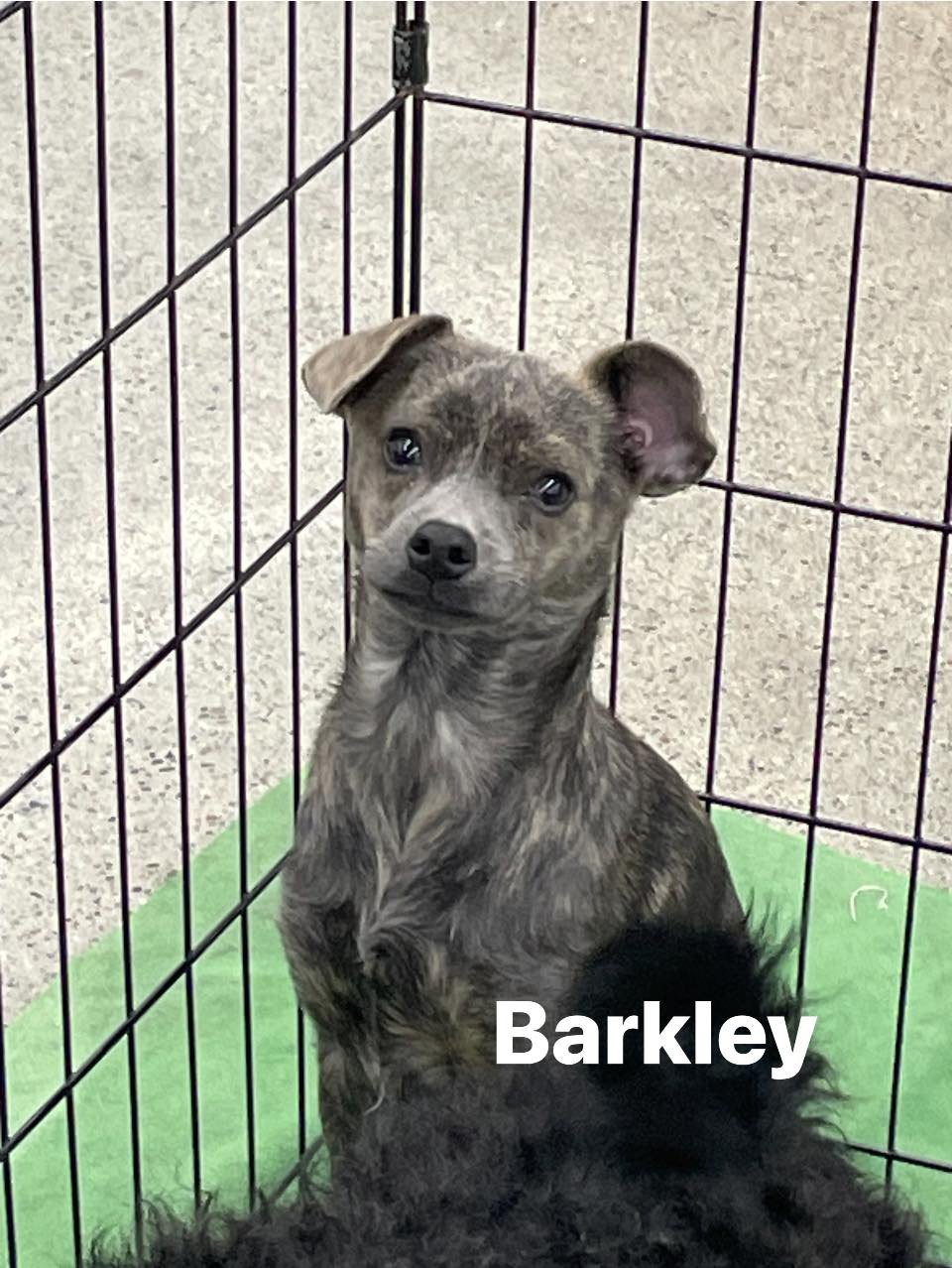 adoptable Dog in Turlock, CA named Barkley