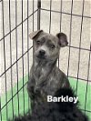 adoptable Dog in  named Barkley