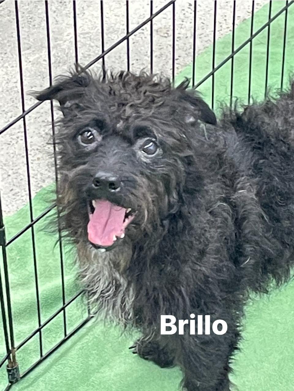 adoptable Dog in Turlock, CA named Brillo