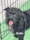 adoptable Dog in  named Brillo
