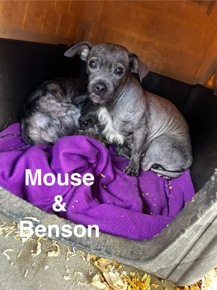 adoptable Dog in Turlock, CA named Benson
