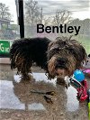adoptable Dog in  named Bentley