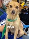adoptable Dog in  named Doug