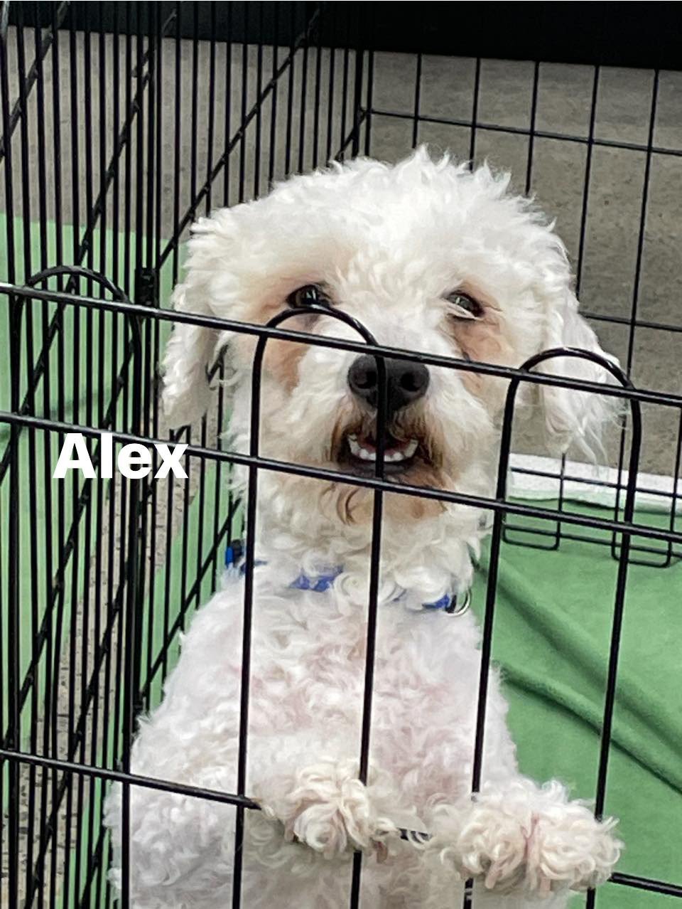 adoptable Dog in Turlock, CA named Alex