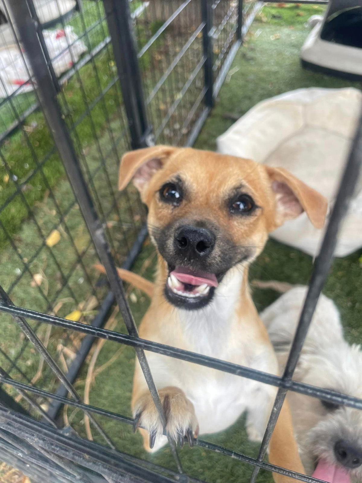 adoptable Dog in Turlock, CA named Lucy