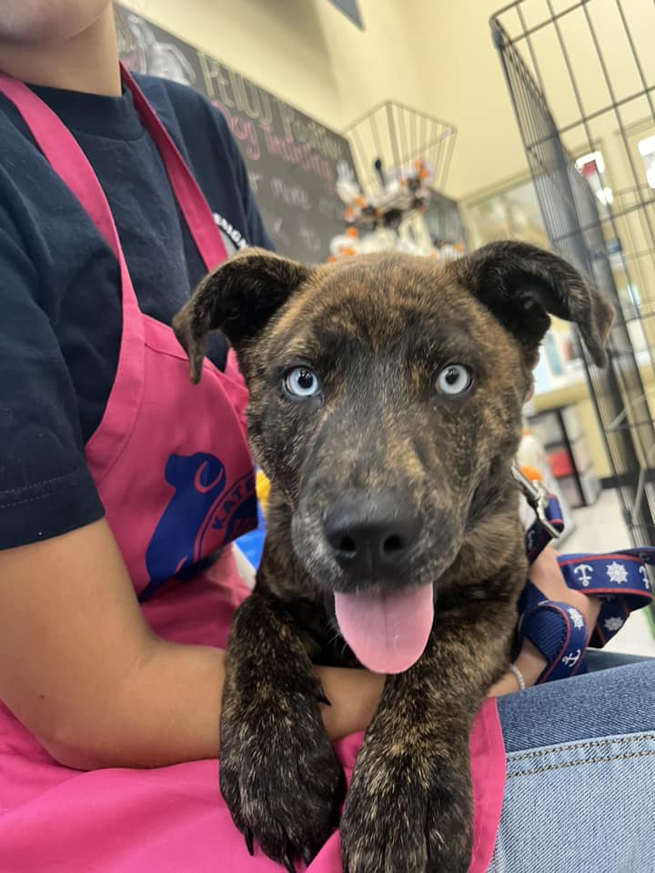 adoptable Dog in Turlock, CA named Blue